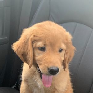 Meet your Posher, Andrew